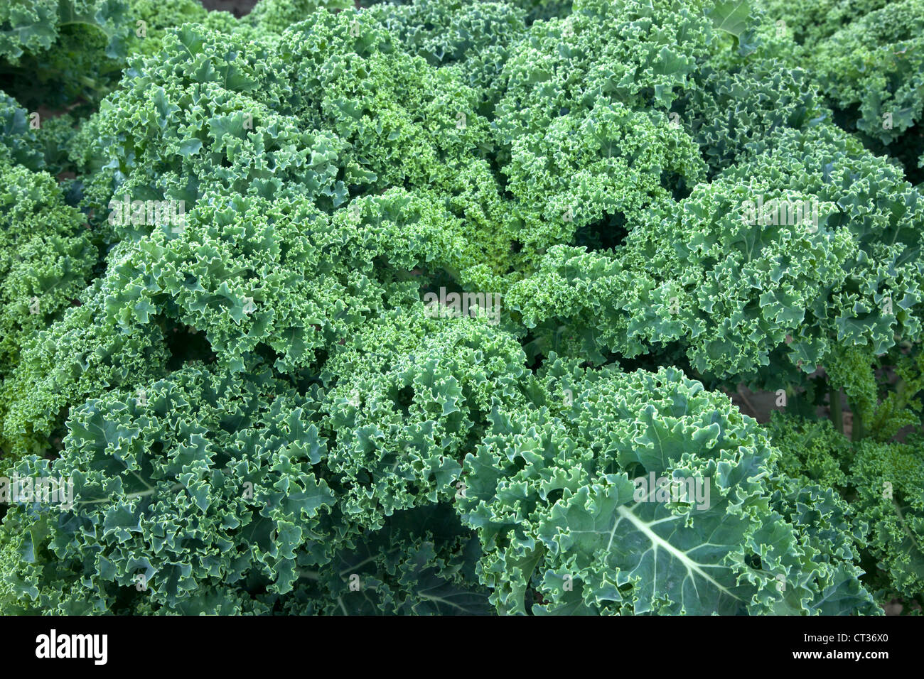 Cavolo verde, organico, crescente. Foto Stock