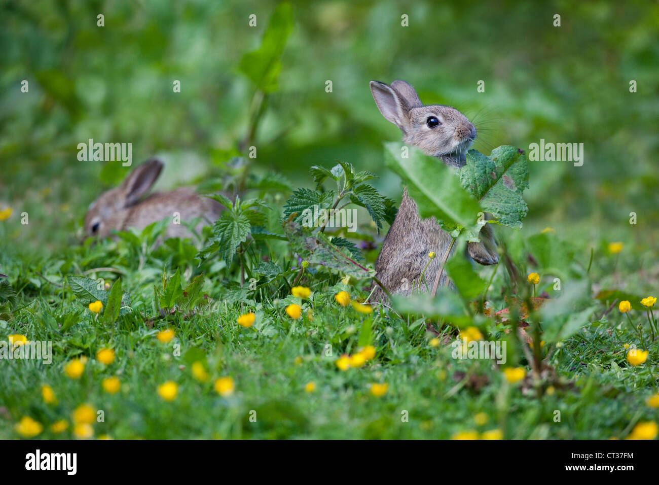Coniglio (oryctolagus cuniculus). Alimentazione di foglie di Dock (Rumex sp. ). Foto Stock