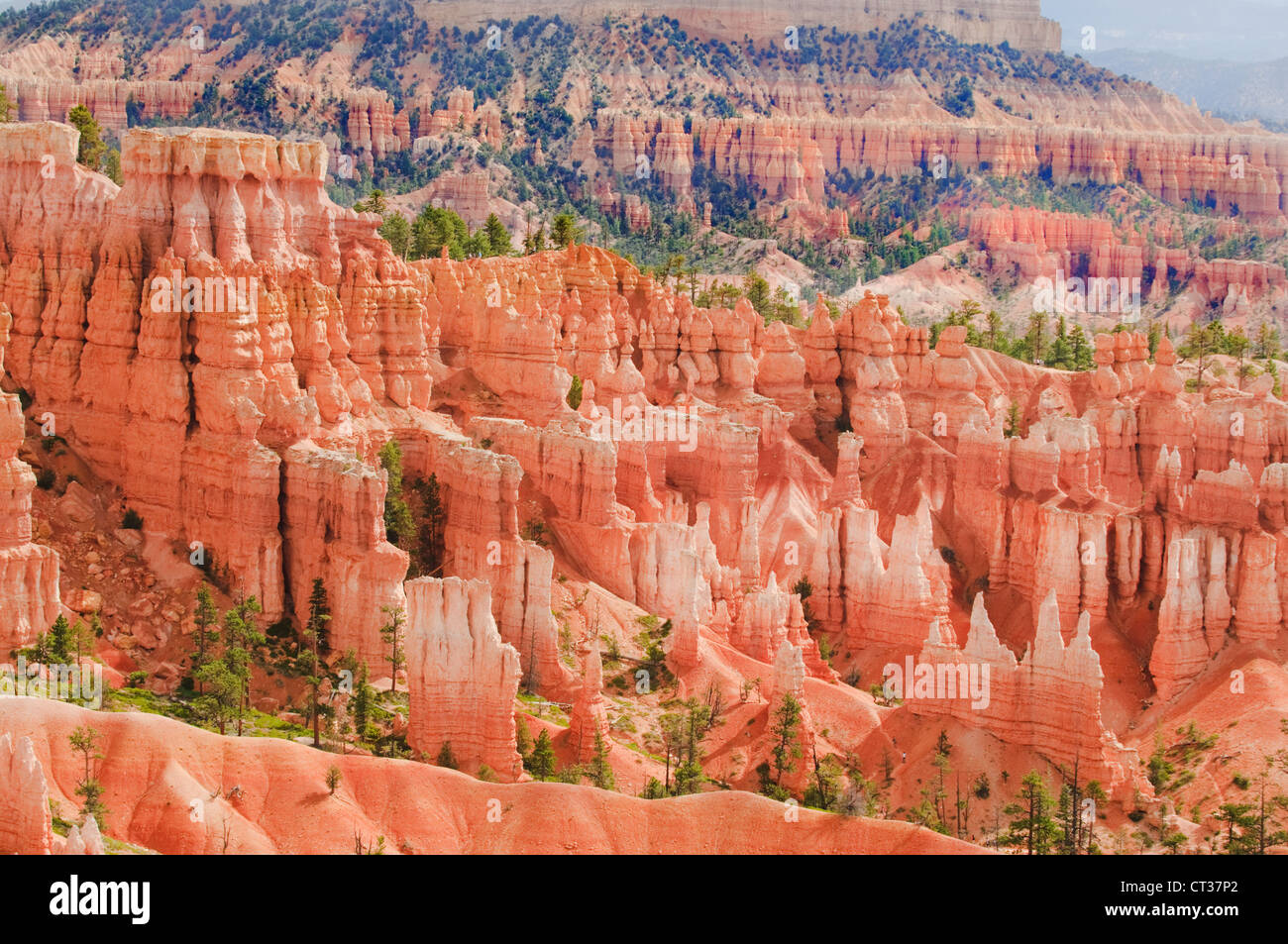 Hoodoo è nel Parco Nazionale di Bryce Canyon, Utah, Stati Uniti d'America Foto Stock