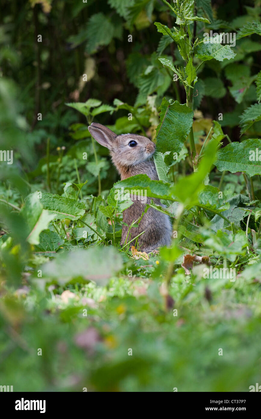 Coniglio (oryctolagus cuniculus). Alimentazione di foglie di Dock (Rumex sp. ). Foto Stock