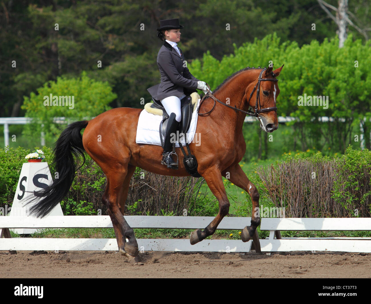 Cavallo e cavaliere in un concorso dressage Foto Stock