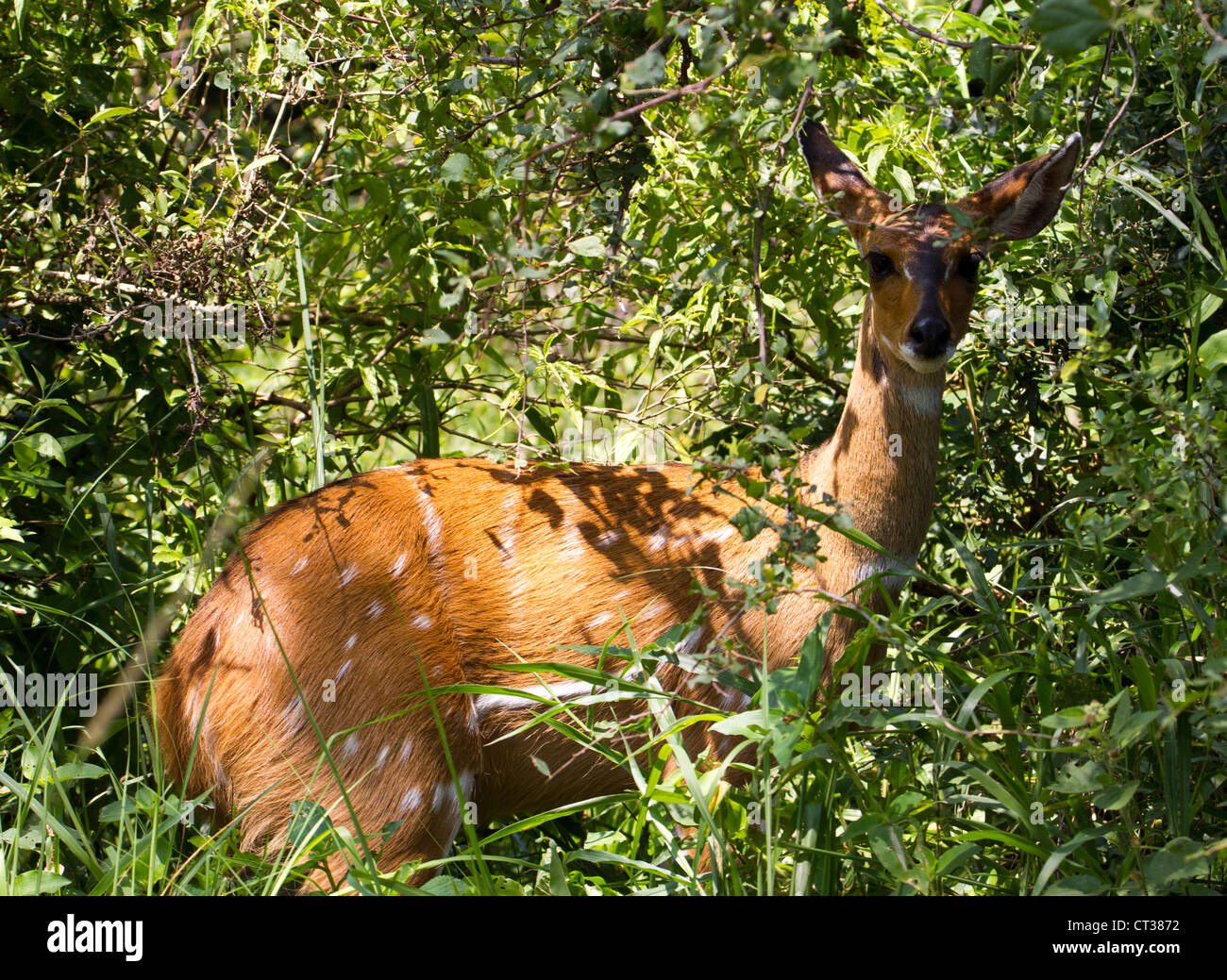 Femmina (Bushbuck Tragelaphus sylvaticus), Murchison Falls National Park, Uganda Foto Stock