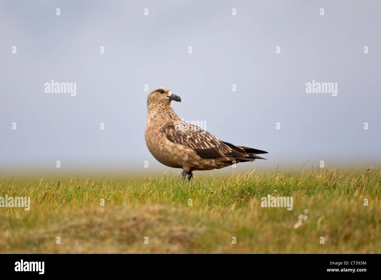 Grande Catharacta Skua Skua su di un promontorio in Islanda Foto Stock