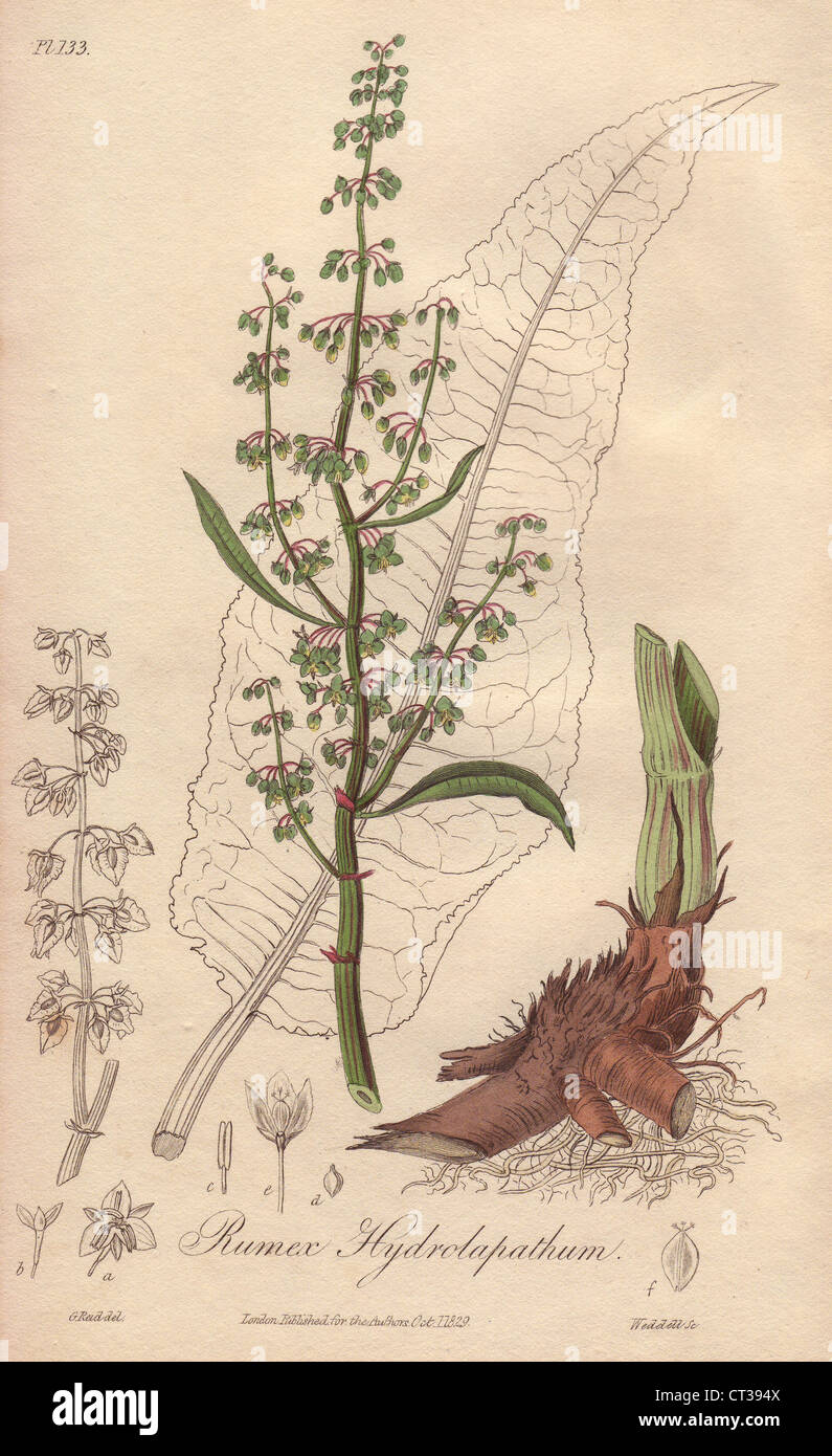 Grande bacino, Rumex hydrolapathum. Foto Stock