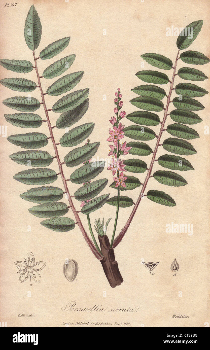 Incenso indiano, Boswellia serrata. Foto Stock