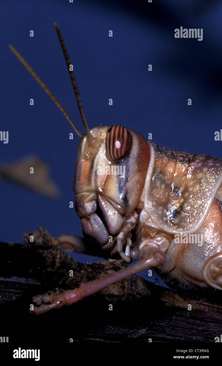 Desert Locust (Schistocerca gregaria) sullo stelo. Foto Stock