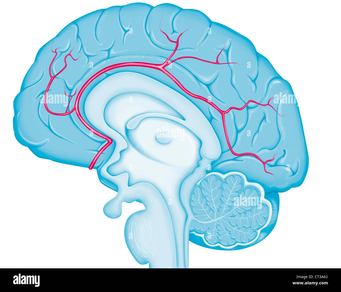 Arteria cerebrale, illustrazione Foto Stock