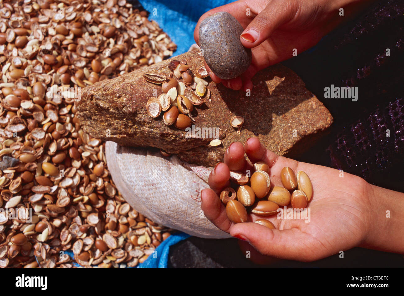 Olio di Argan produzione Foto Stock
