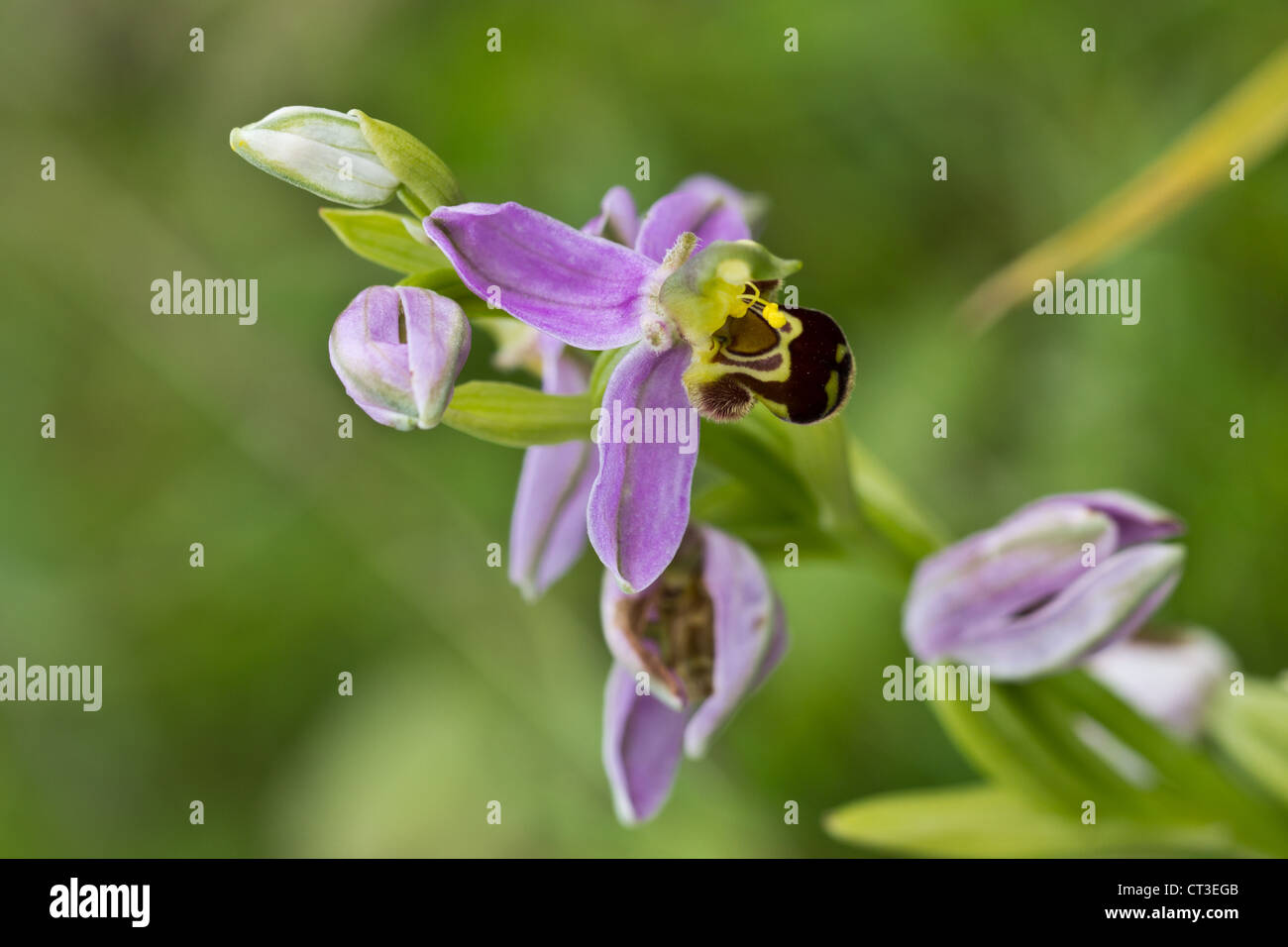 Bee Orchid (Orchis Apifera) Foto Stock