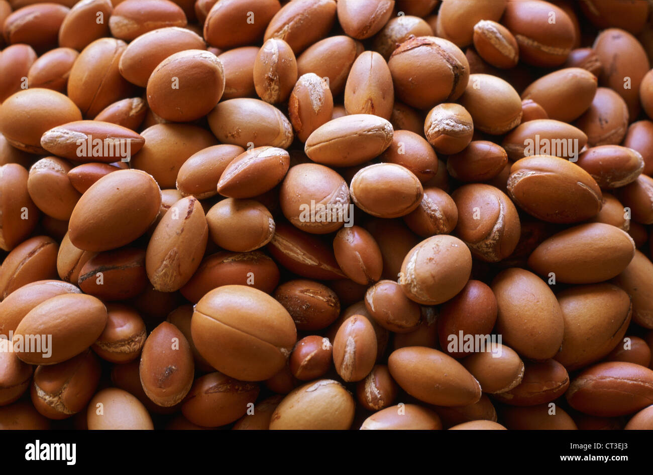 SEMI DI ARGAN Foto stock - Alamy