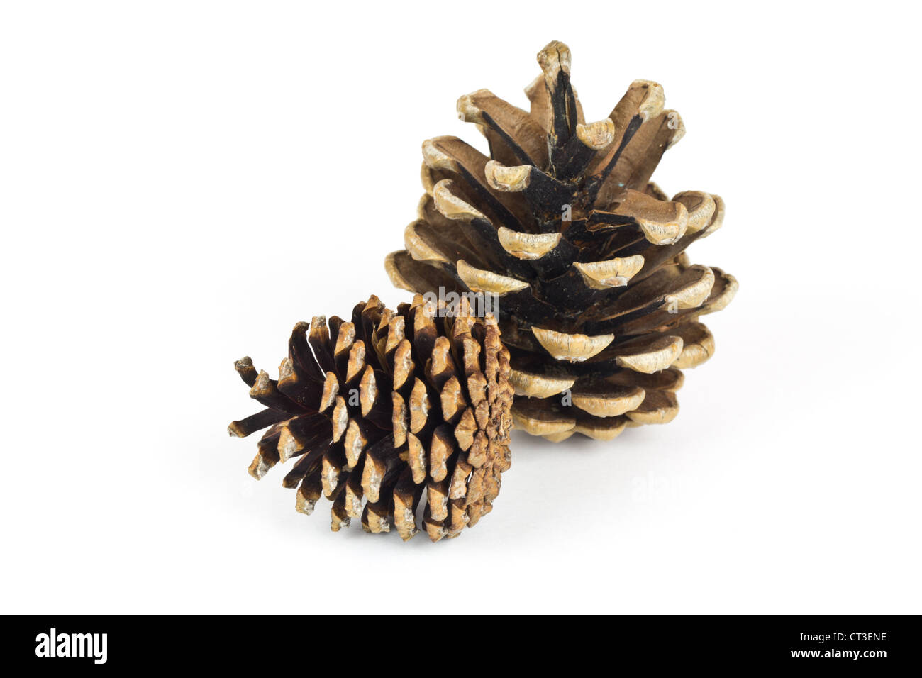 Coni del pino Foto Stock