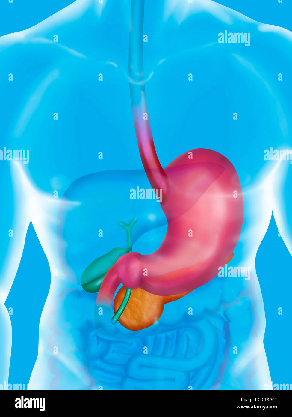 Sistema digestivo, illustrazione Foto Stock