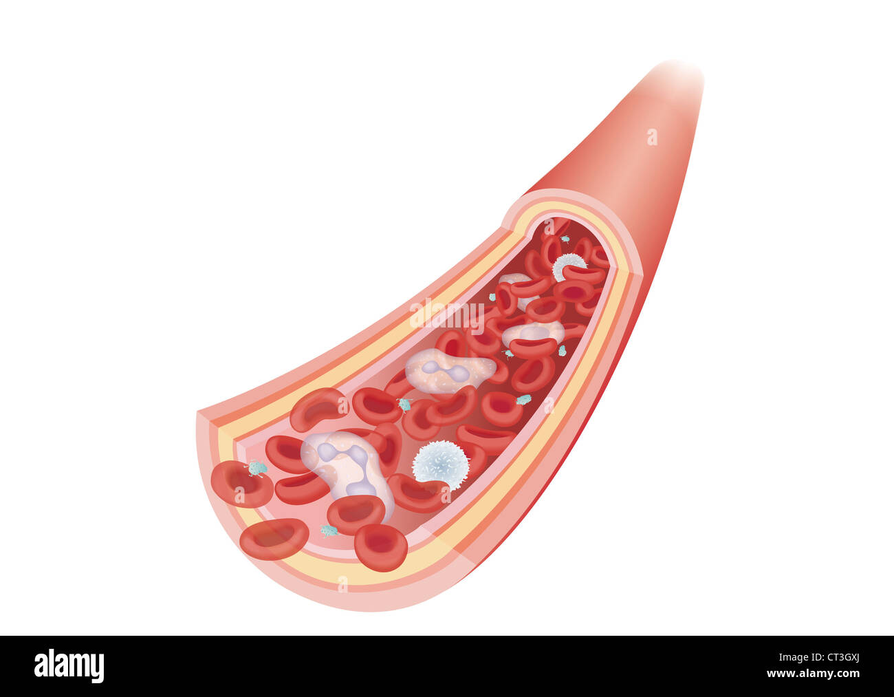 ARTERIA, DISEGNO Foto Stock