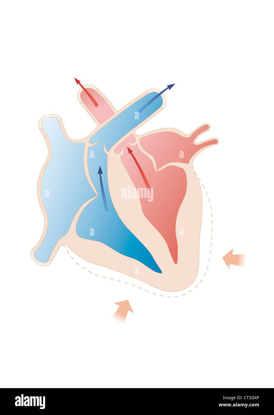 Cuore, illustrazione Foto Stock