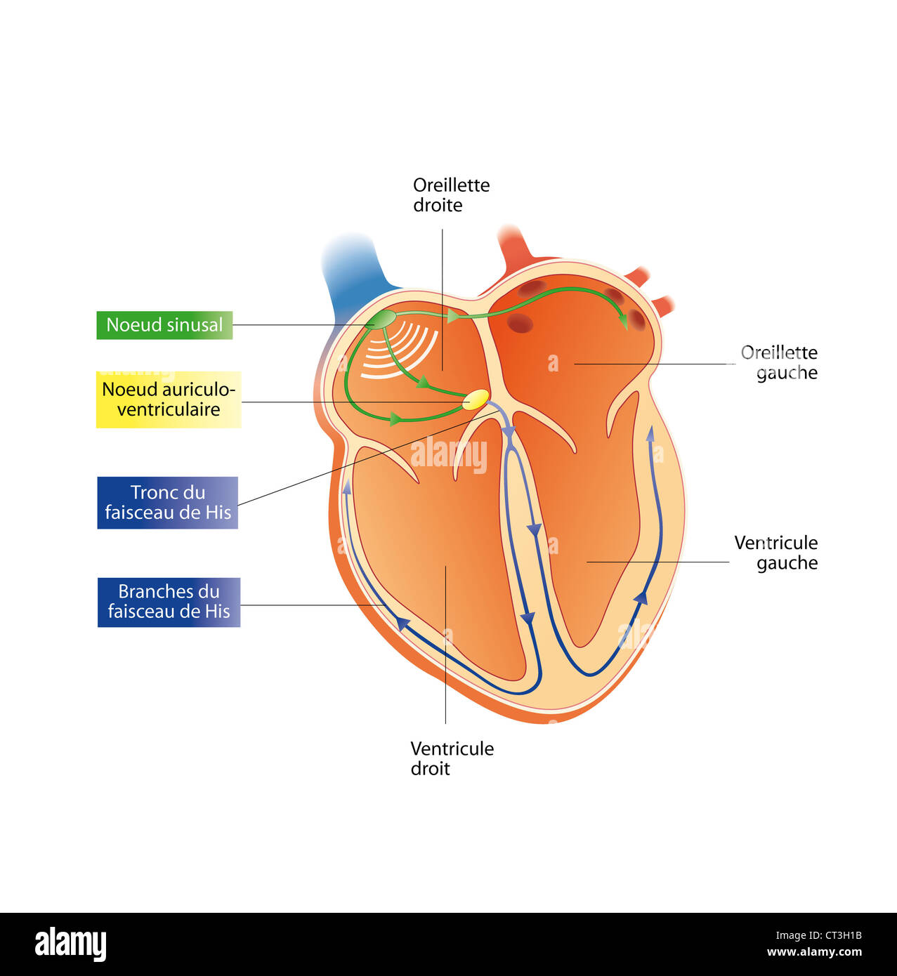 Frequenza cardiaca, illustrazione Foto Stock