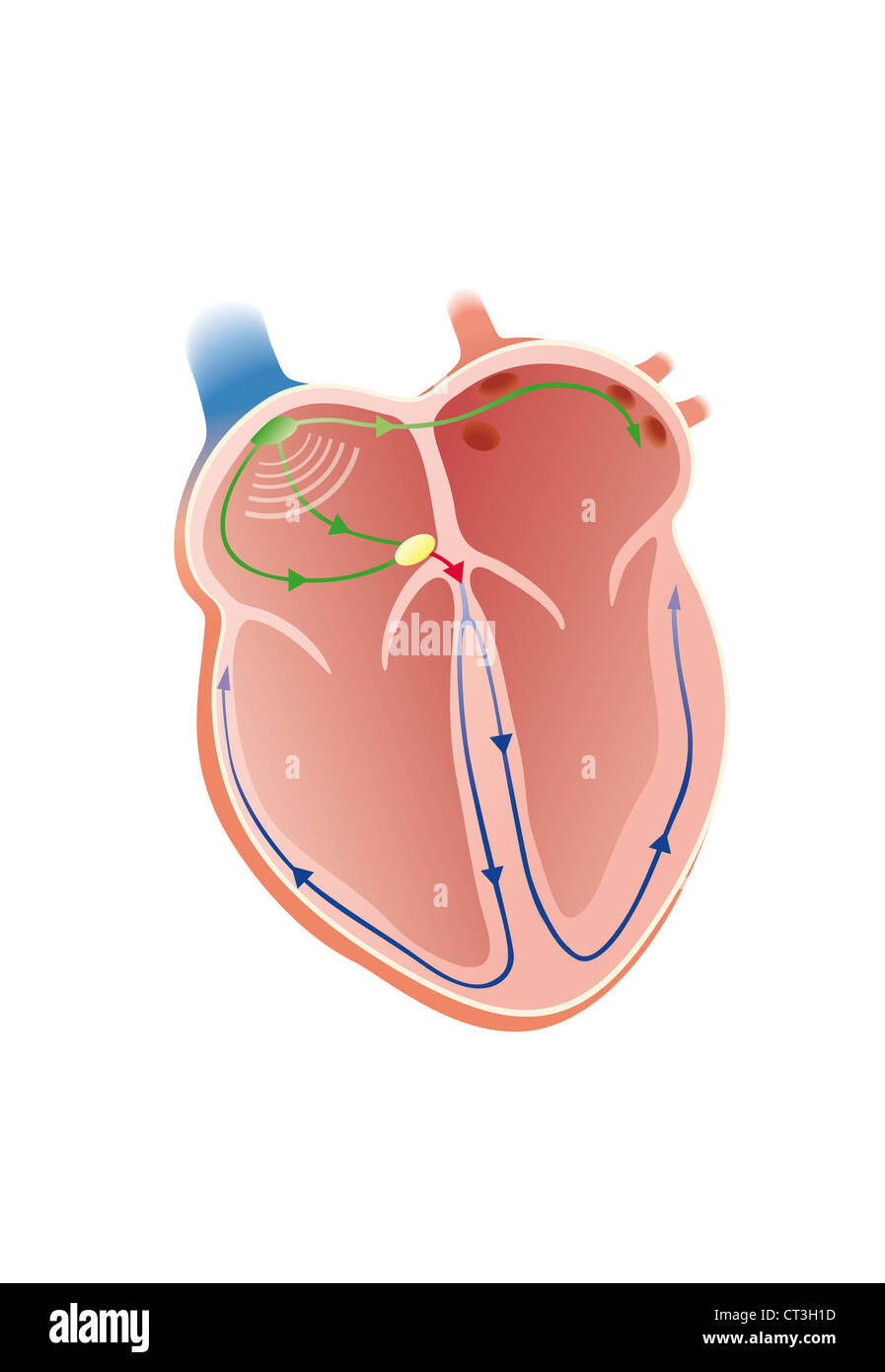 Frequenza cardiaca, illustrazione Foto Stock