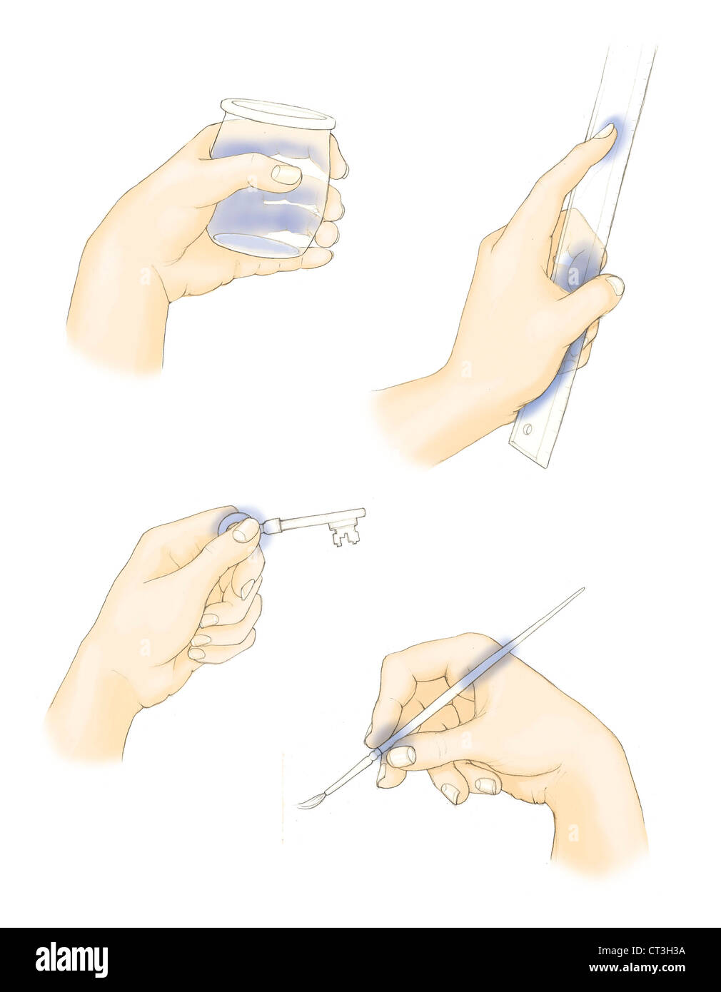 Mano, illustrazione Foto Stock