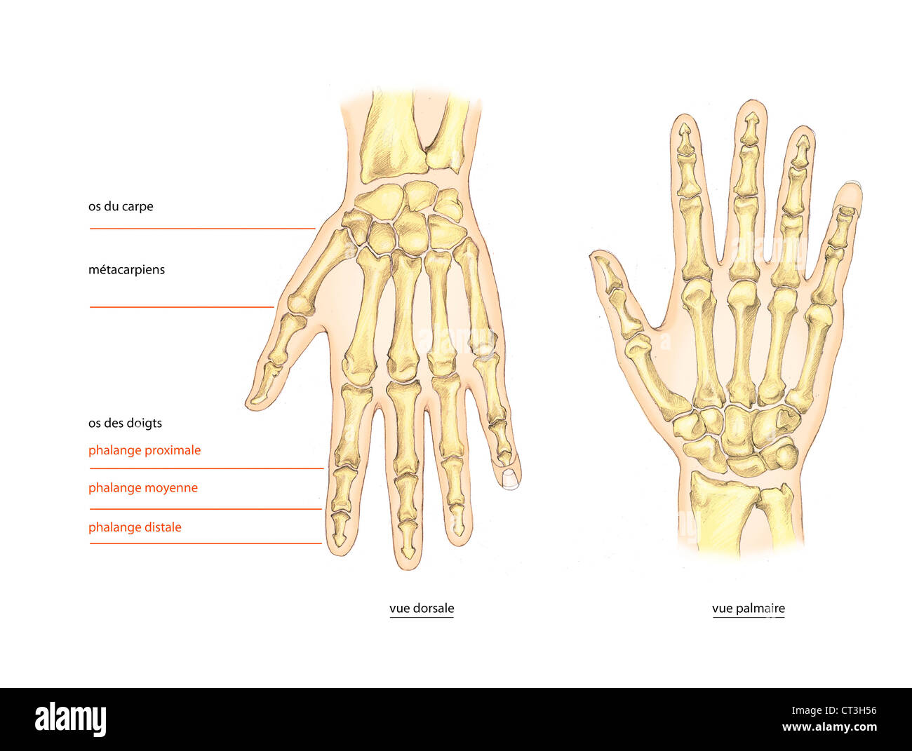 SCHELETRO, MANO Foto Stock