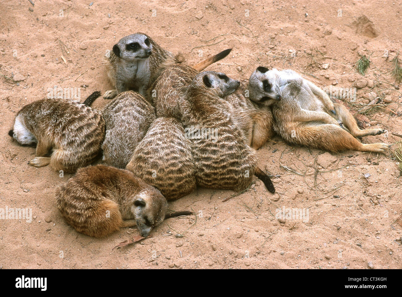 Erdmaennchen al Taronga Zoo di Sydney Foto Stock