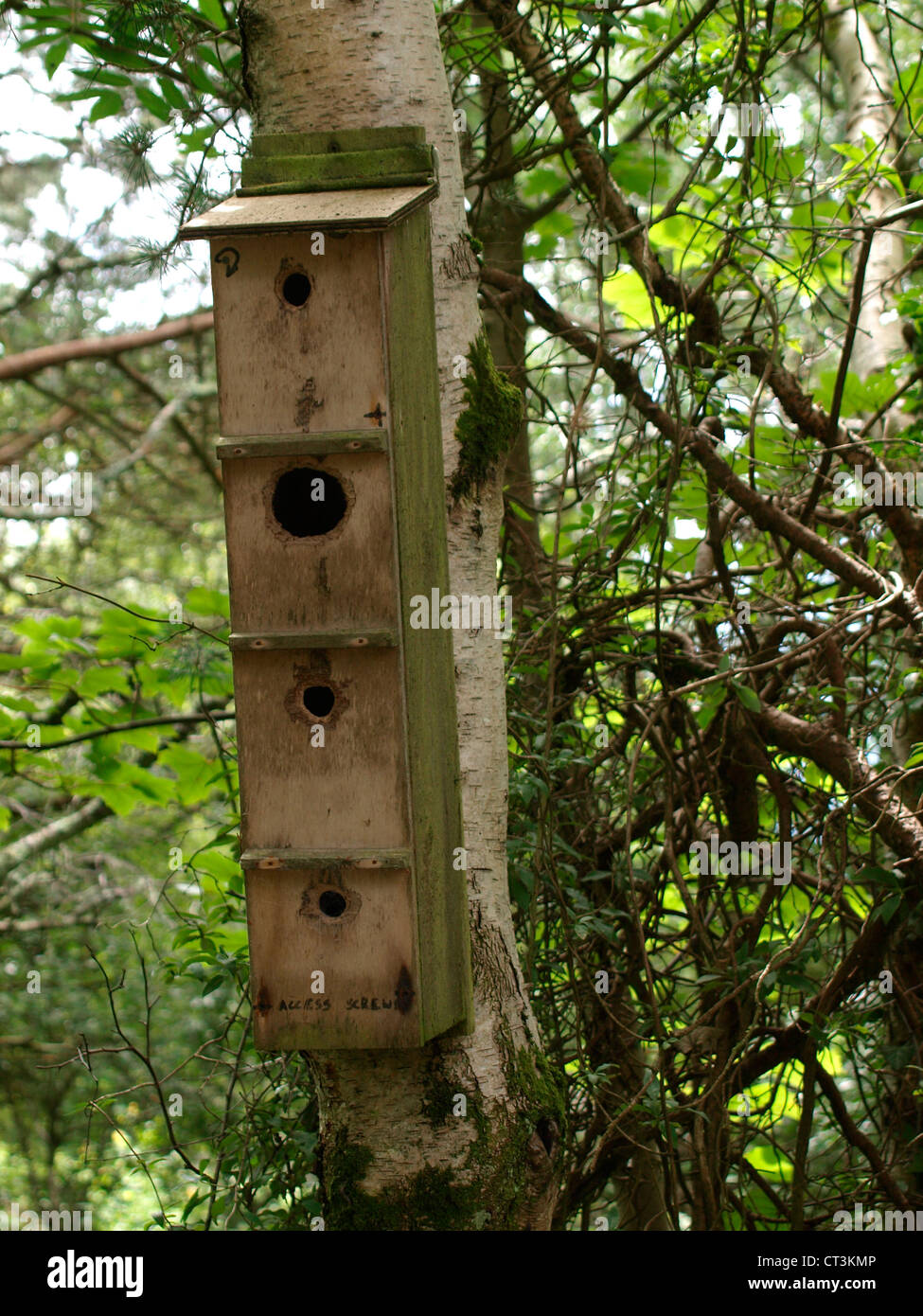 A quattro piani bird box, REGNO UNITO Foto Stock