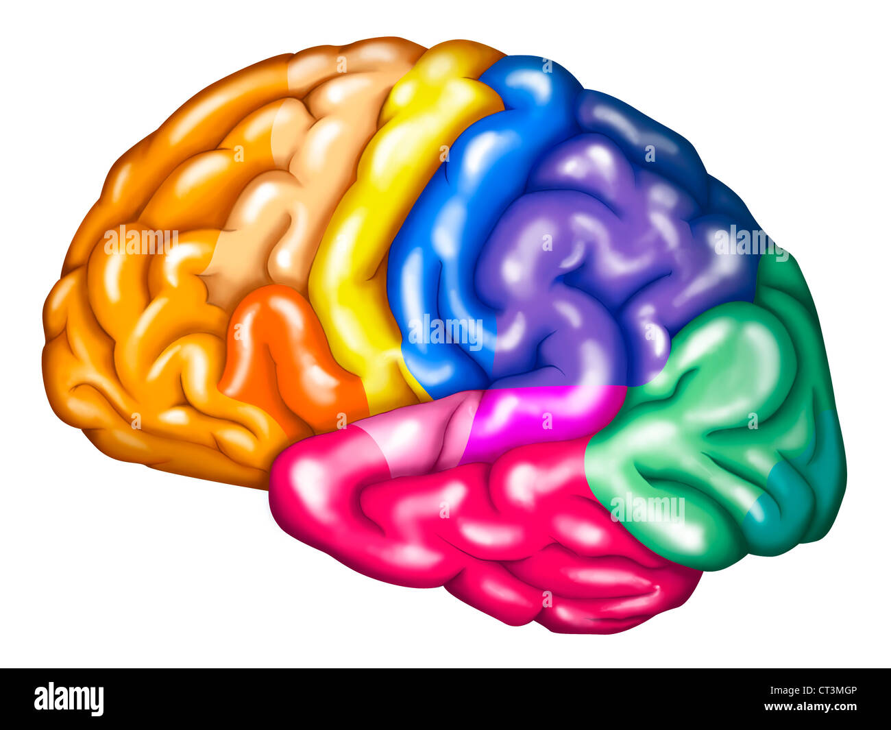 CORTECCIA CEREBRALE Foto Stock