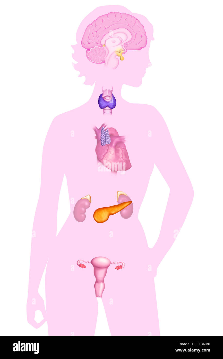Ghiandola endocrina, illustrazione Foto Stock