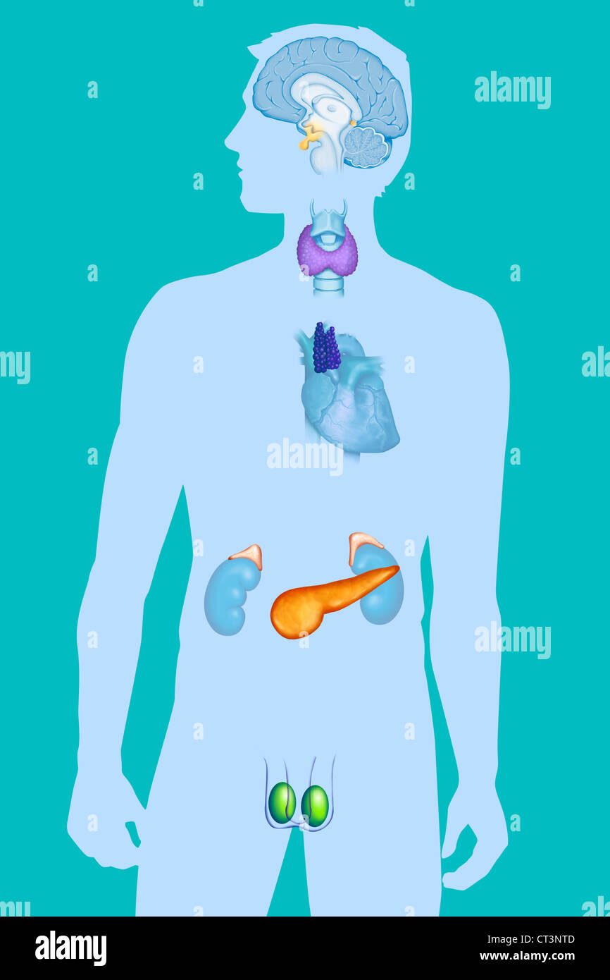 Ghiandola endocrina, illustrazione Foto Stock