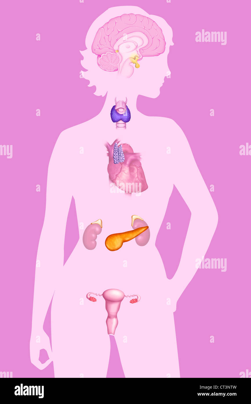 Ghiandola endocrina, illustrazione Foto Stock