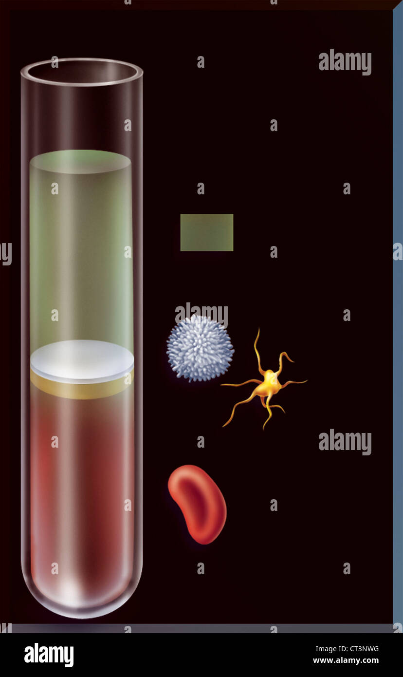 Cellule del sangue, disegno Foto Stock