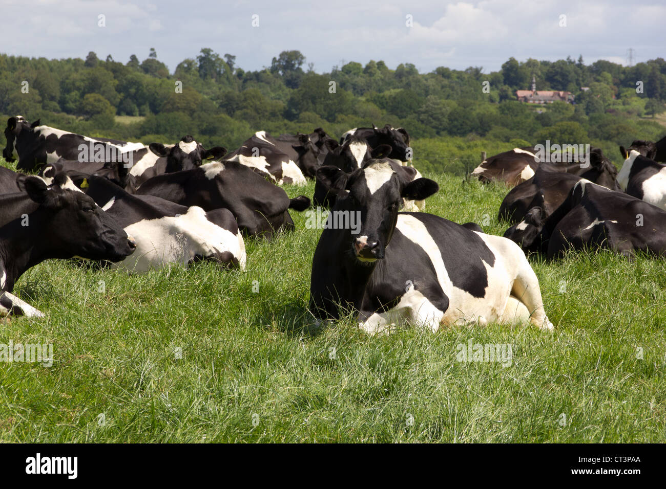 Le mucche frisone in un campo Foto Stock