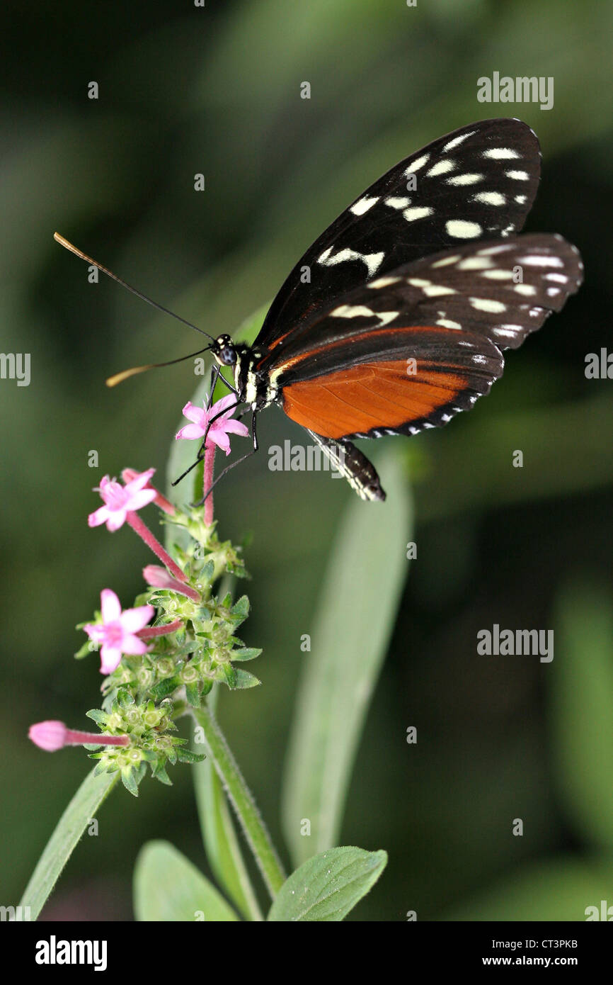 HECALE Foto Stock