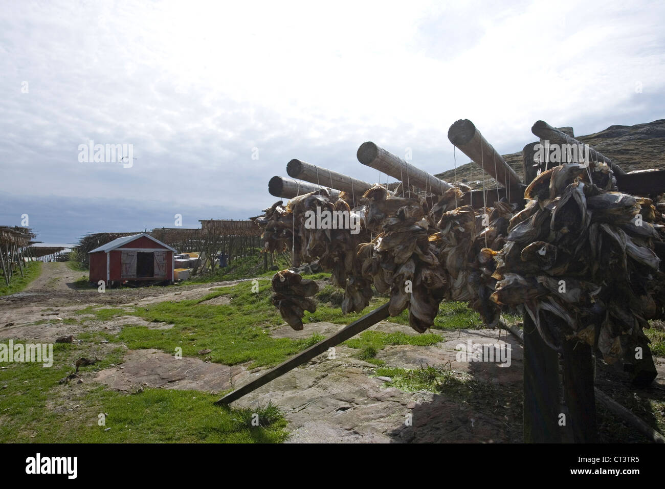 Teste di Pesce essiccazione su cremagliere nelle Isole Lofoten in Norvegia Foto Stock