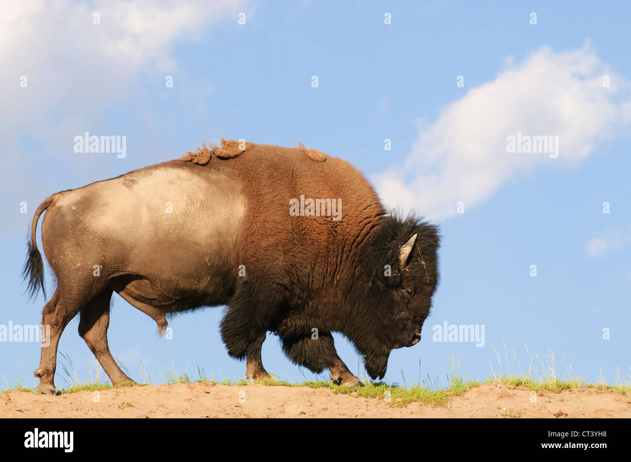 Iconico North American Buffalo sky-rivestito nel Parco Nazionale di Yellowstone Foto Stock