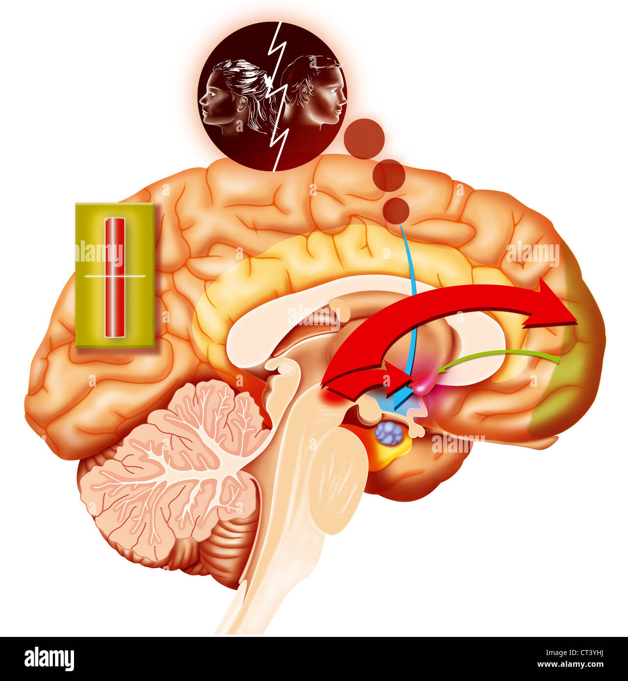 ILLUSTRAZIONE DEL CERVELLO Foto Stock ILLUSTRAZIONE DEL CERVELLO Foto Stock