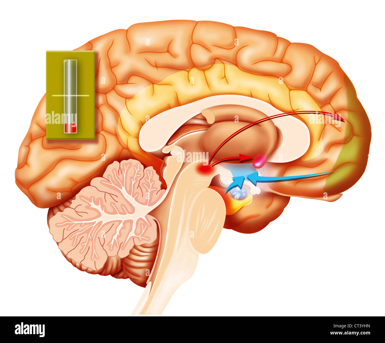 ILLUSTRAZIONE DEL CERVELLO Foto Stock ILLUSTRAZIONE DEL CERVELLO Foto Stock