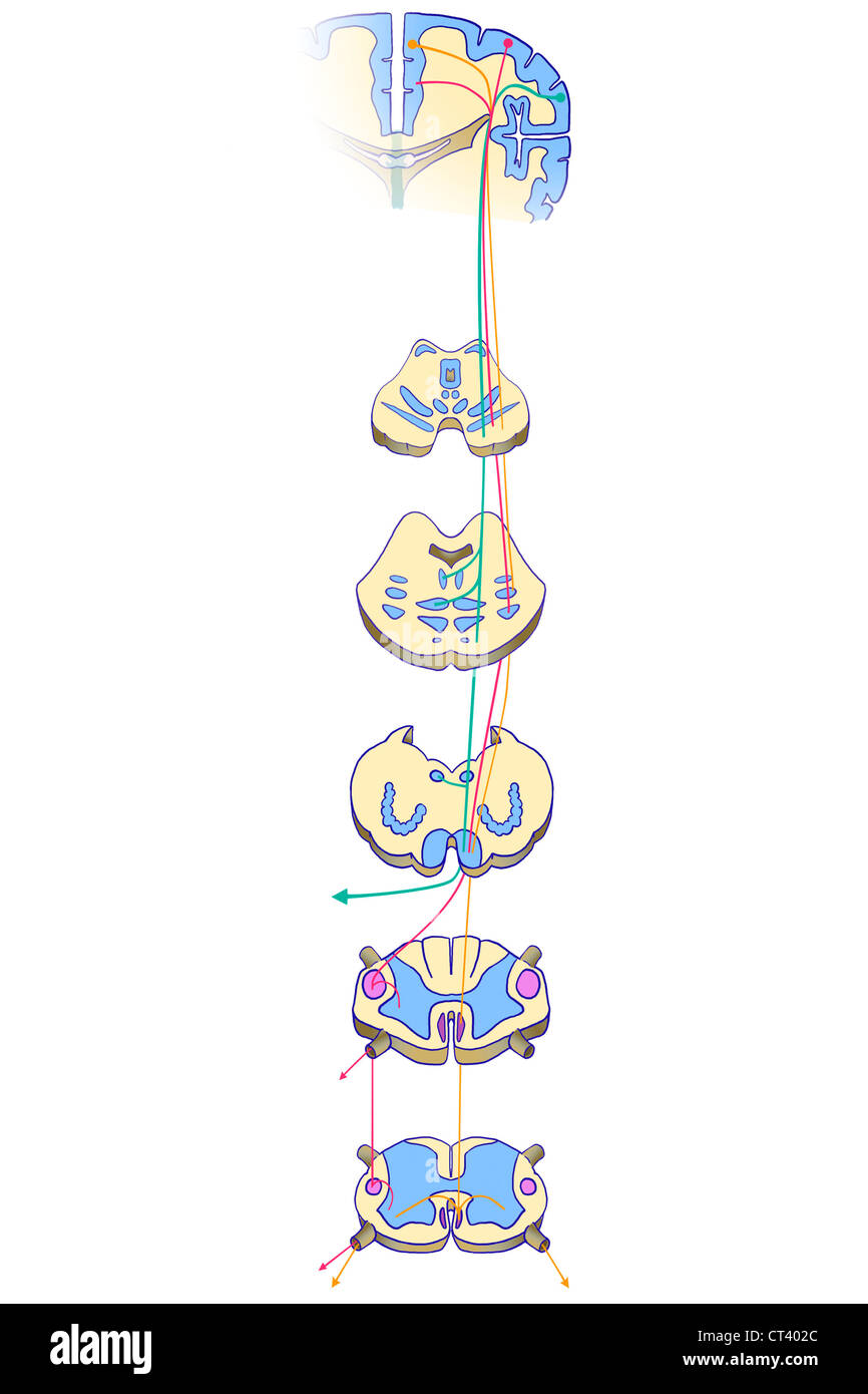 PIRAMIDALI Foto Stock