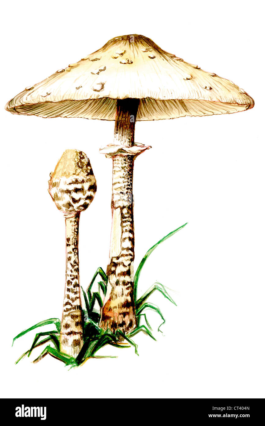 Ombrellone fungo Foto Stock