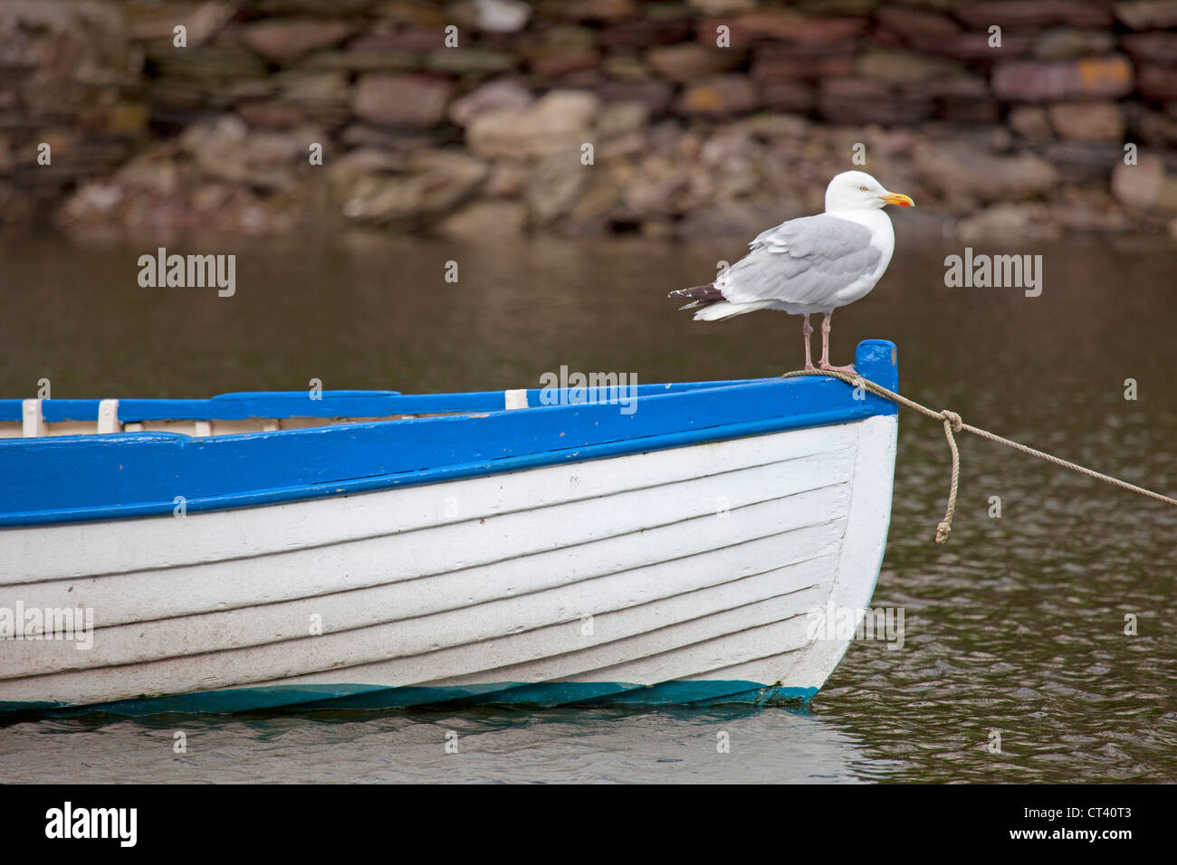 Bianco e blu barca a remi con sea gull in piedi a prua Foto Stock