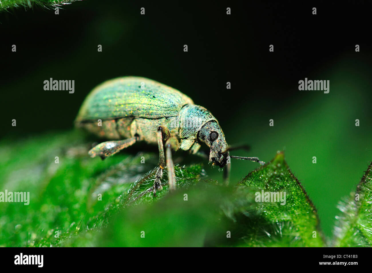 Curculione di ortica su Ortica foglie. Dorset, Regno Unito Maggio 2012 Foto Stock