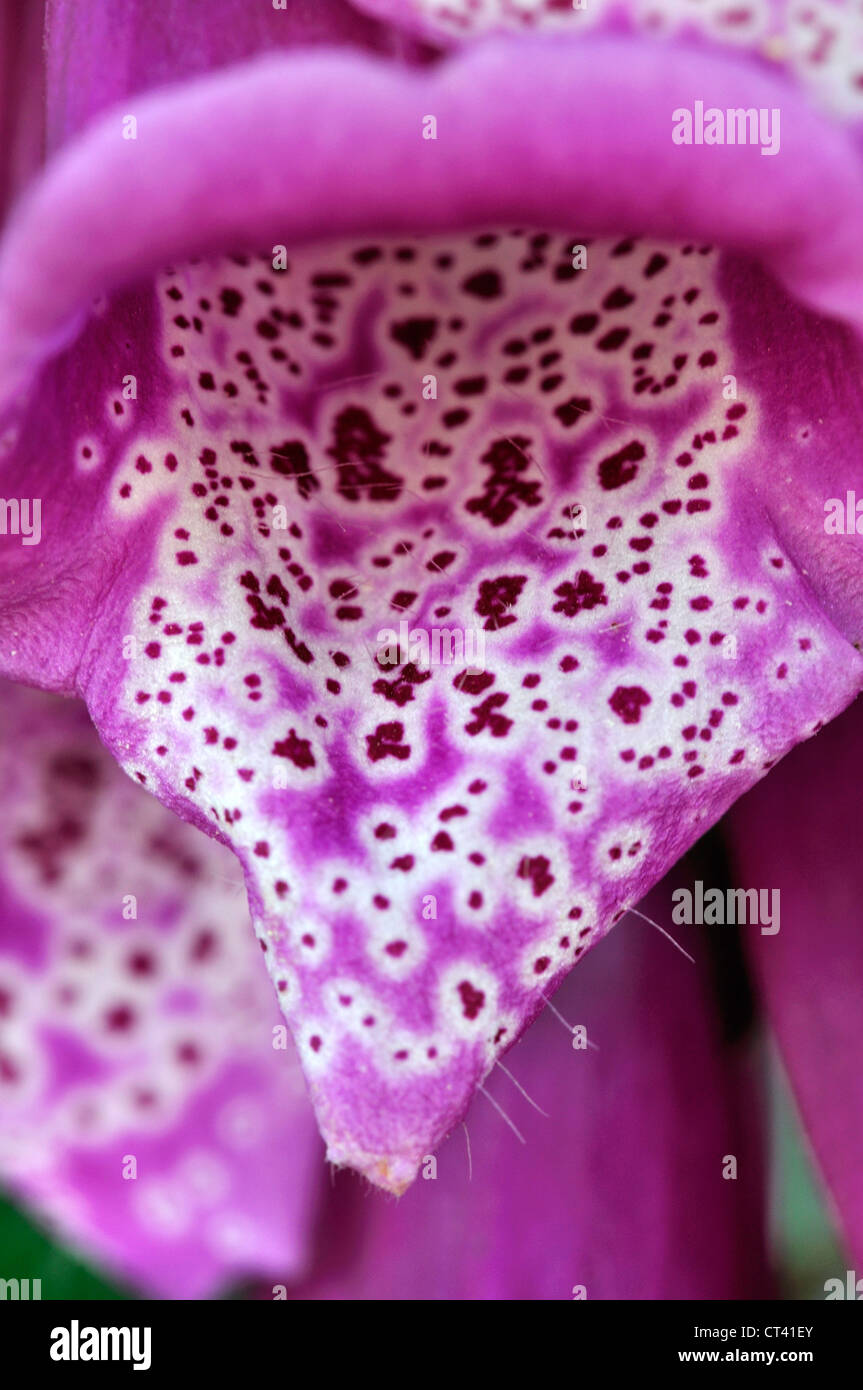 Un unico 'bell' di un fiore foxglove REGNO UNITO Foto Stock