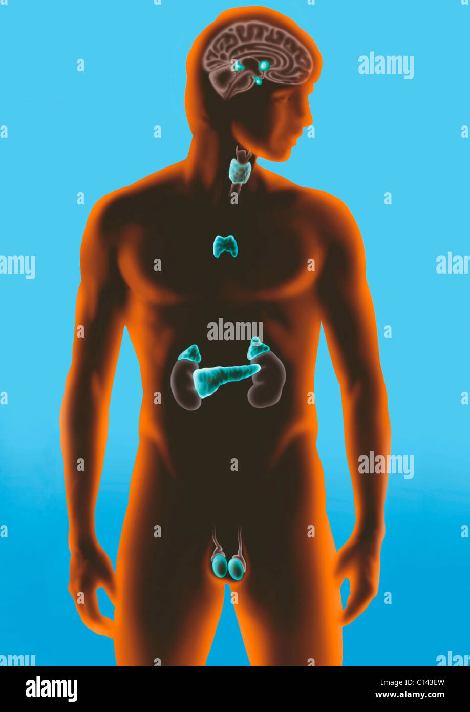 Ghiandola endocrina, illustrazione Foto Stock