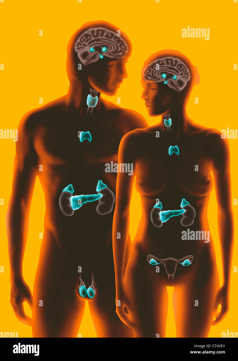 Ghiandola endocrina, illustrazione Foto Stock