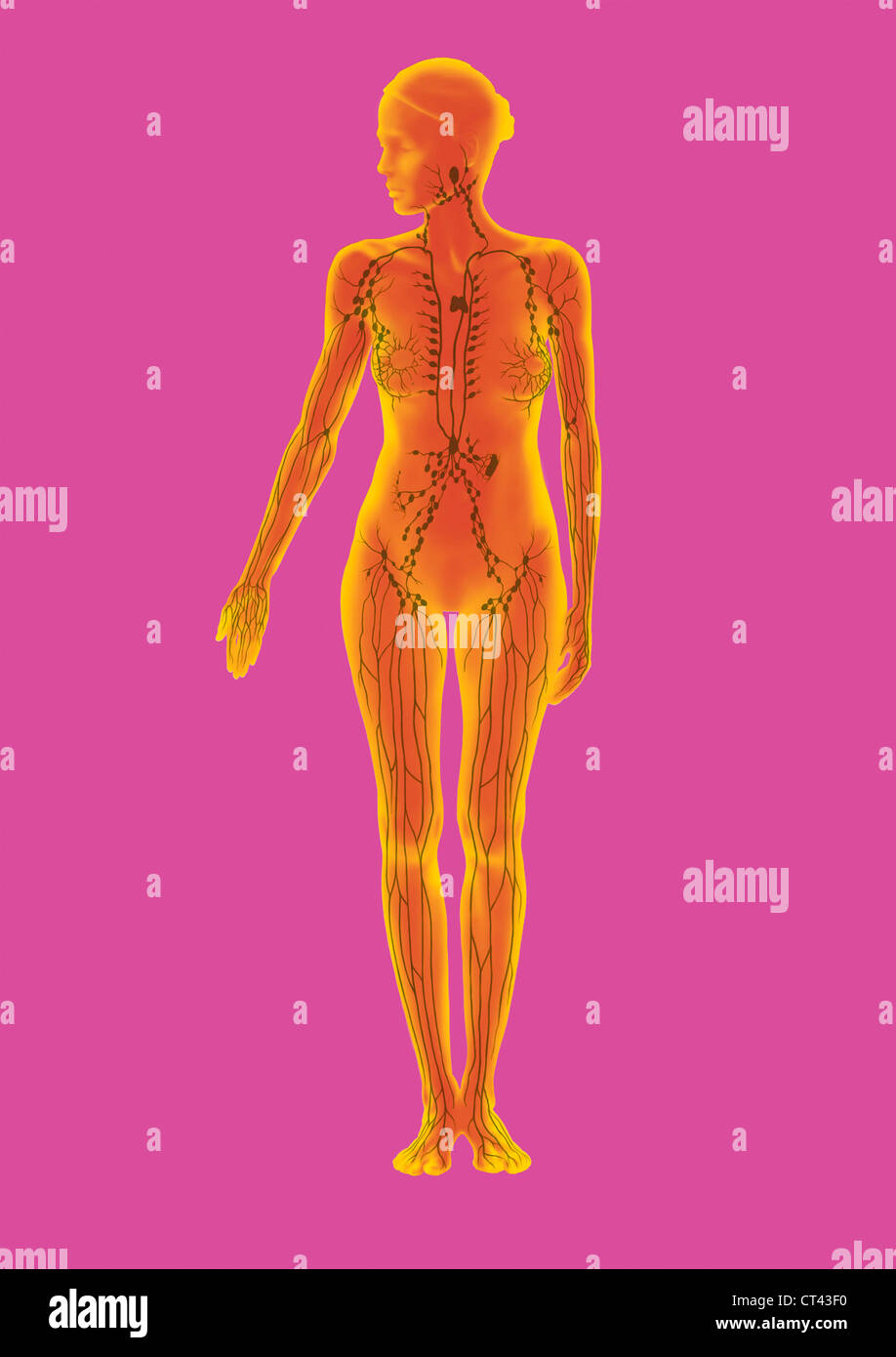 Sistema linfatico, illustrazione Foto Stock