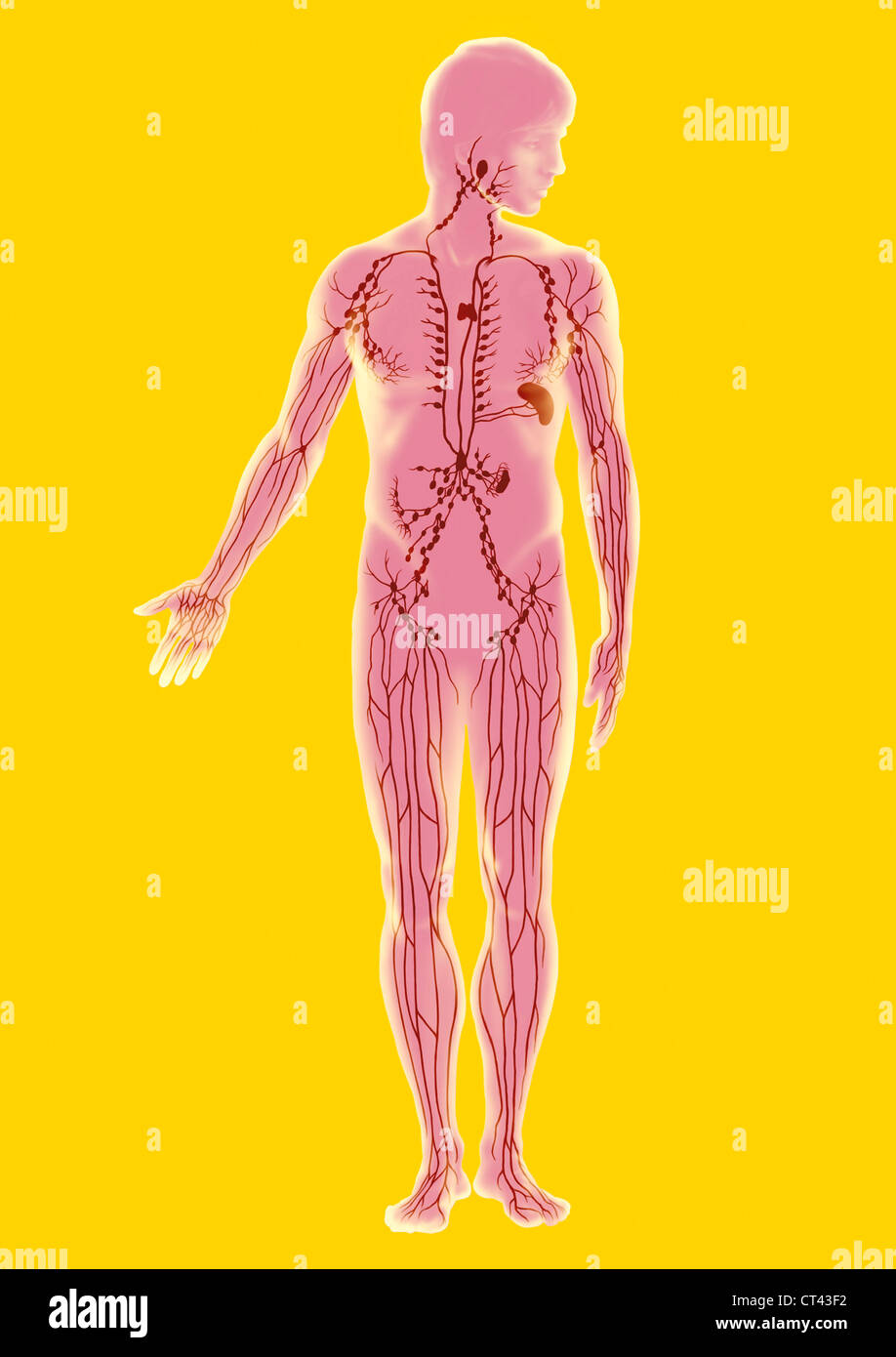 Sistema linfatico, illustrazione Foto Stock
