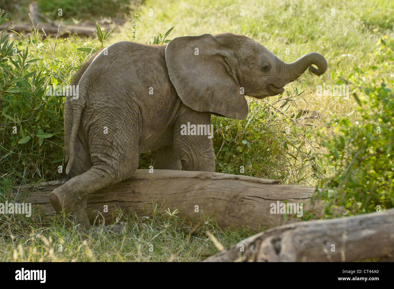 Vitello di elefante che si arrampica sul log, Samburu, Kenya Foto Stock