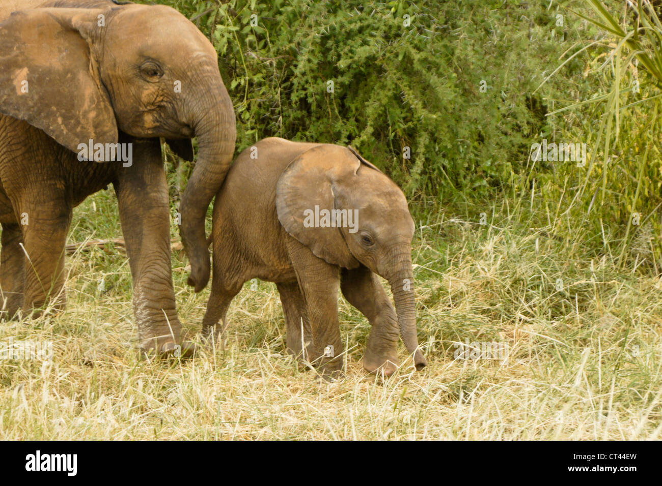 Giovane elefante spingendo baby sorella, Samburu, Kenya Foto Stock