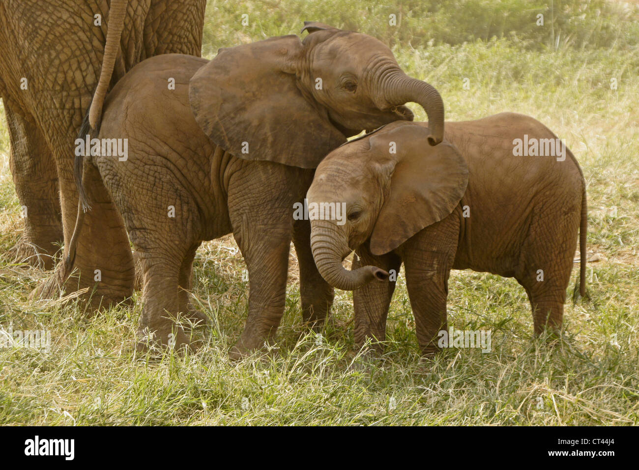 Elephant vitelli giocando, Samburu, Kenya Foto Stock