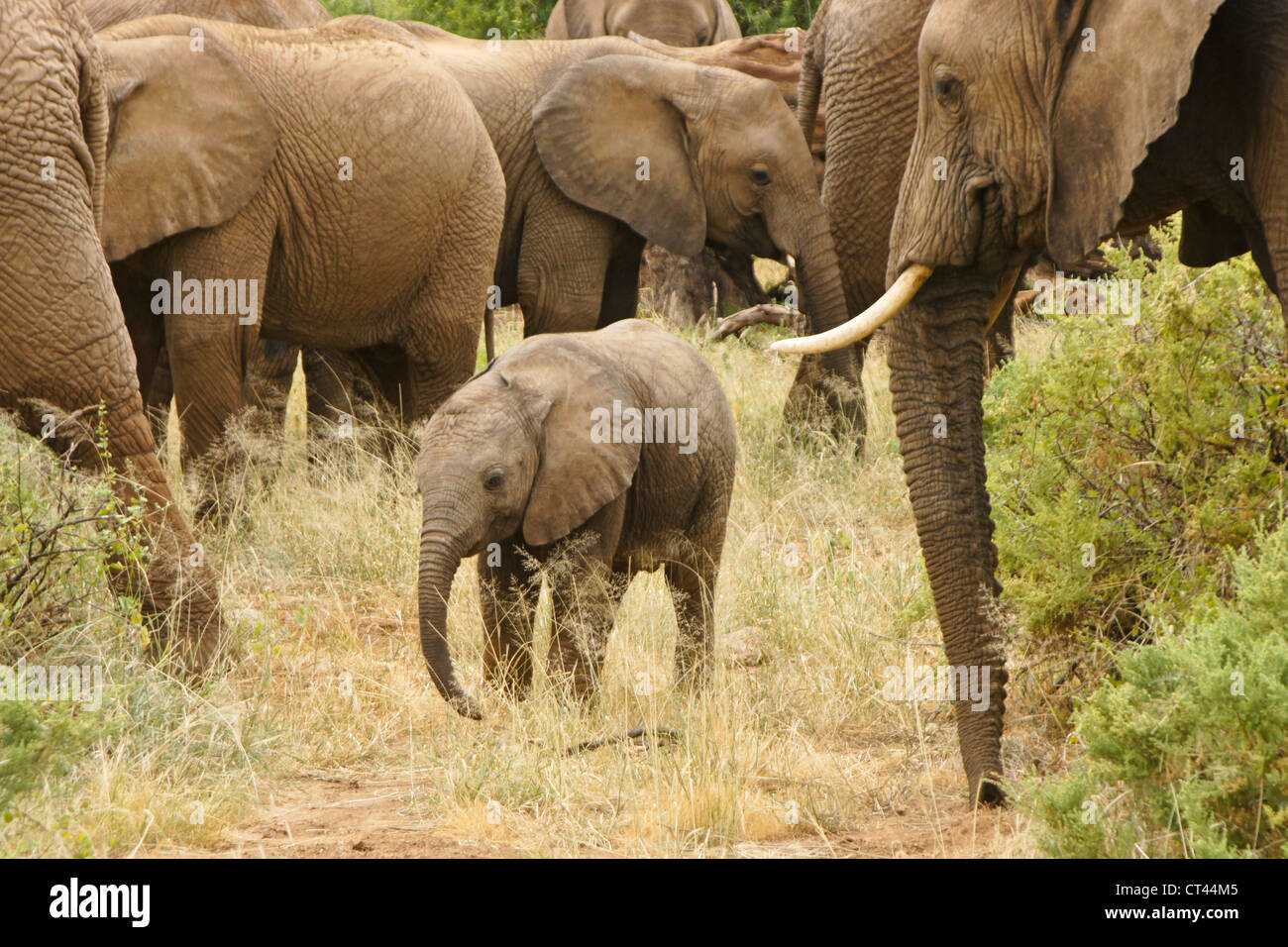 Elephant vitello nella mandria, Samburu, Kenya Foto Stock