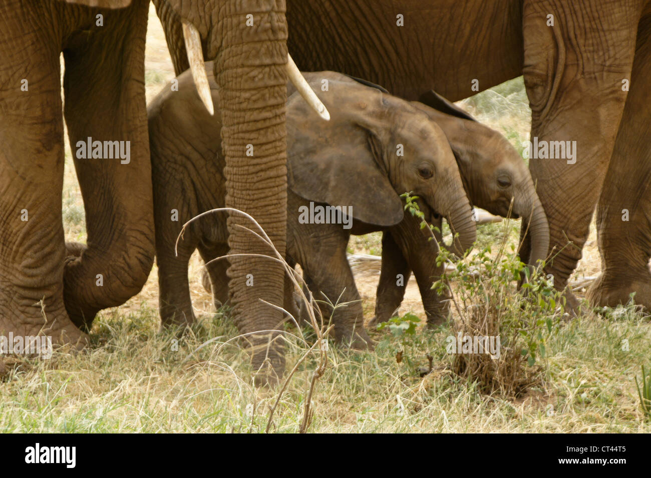 Elephant vitelli con gli adulti, Samburu, Kenya Foto Stock