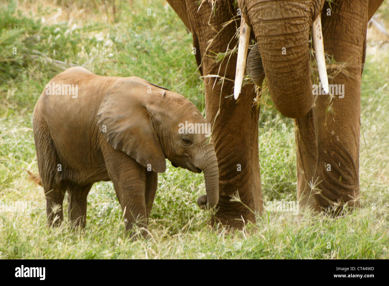 Vitello di elefante con la madre, Samburu, Kenya Foto Stock